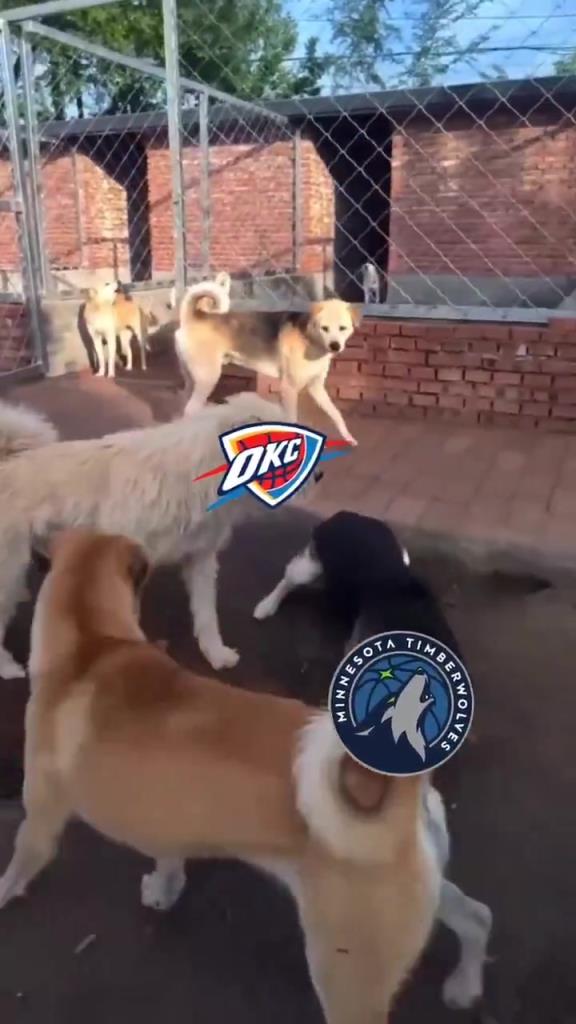 太有活了！美媒惡搞：狗王雷霆嚇退掘金灰熊，把森林狼按地上